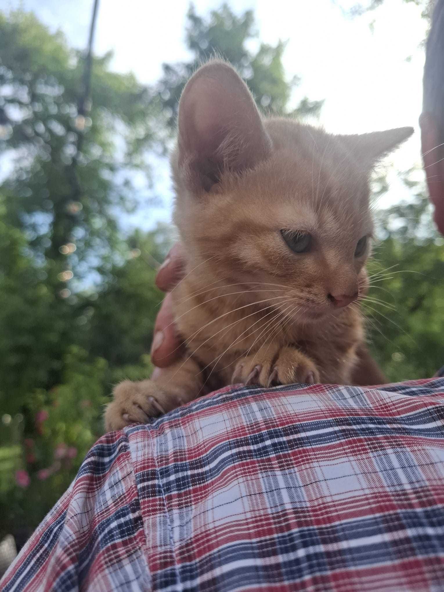 Oddam dwa ŚLICZNE KOTKI w dobre ręce – czarnego i rudego kocurka