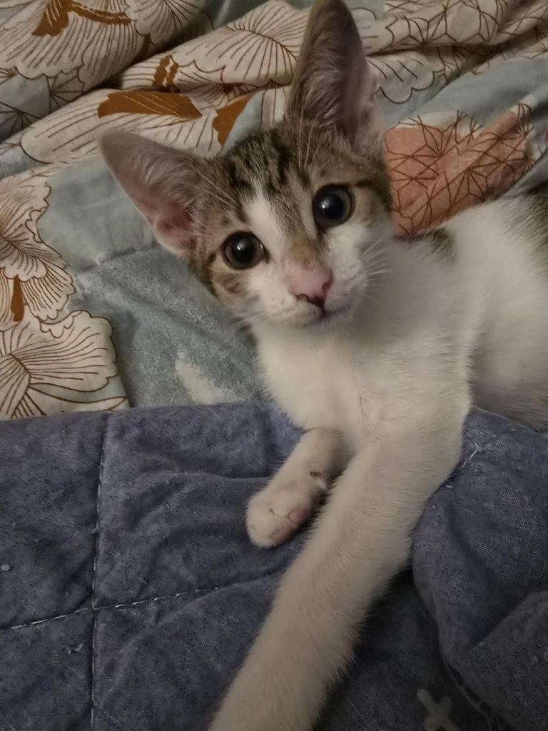 Kociaczek Franek do adopcji