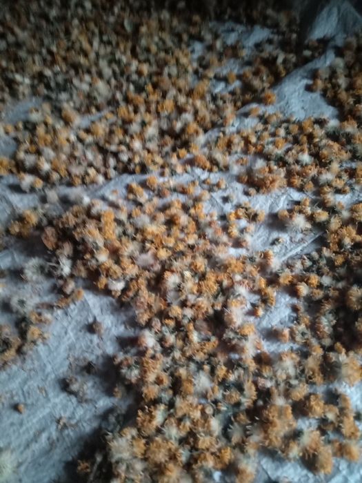 Продам квіти арніку