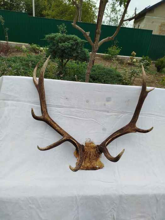 Ексклюзивні роги ізюбра: Рідкісна колекція для справжніх цінителів