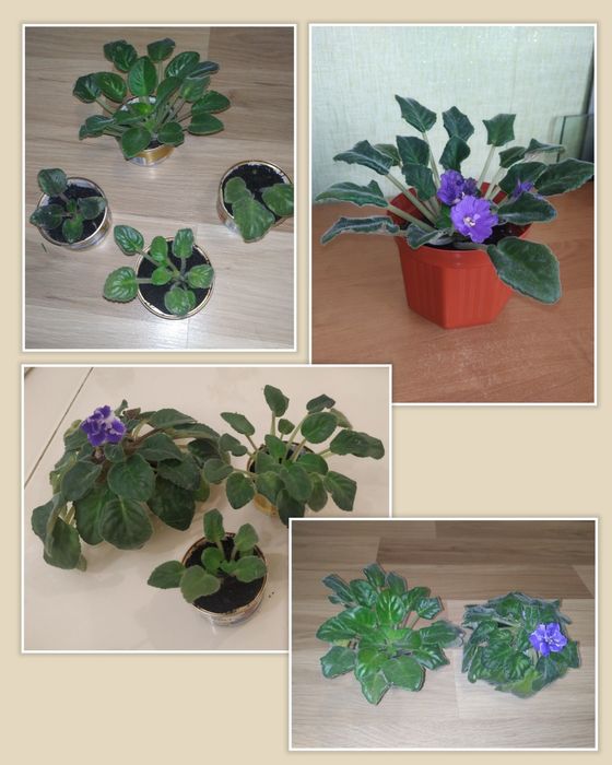 Фіалка вазон, з горщиком і без, кімнатні рослини