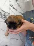 Sprzedam suczke rasy shih tzu tricolor