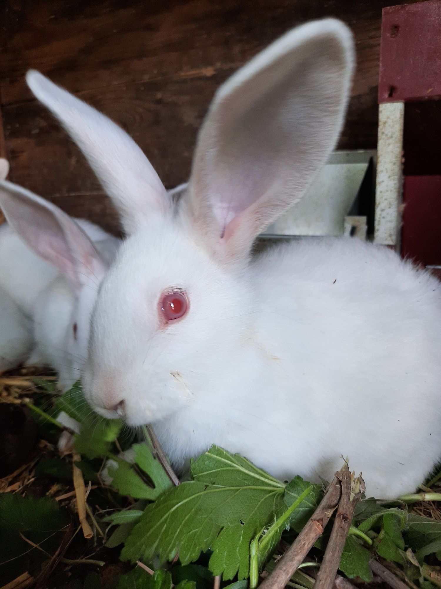Продам кролики Термондські білі.