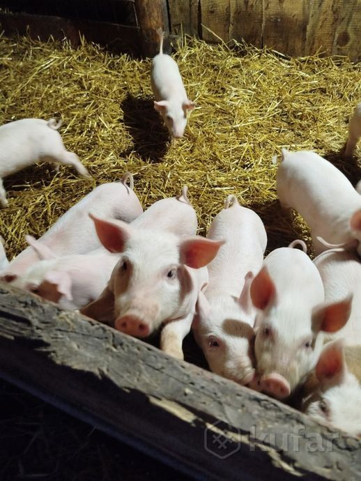 Продаються поросята.