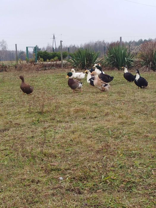 Kaczka swojska tuszka