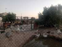 Patos     gansos