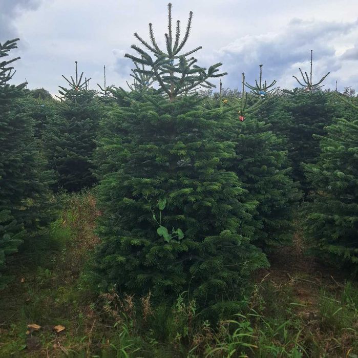 Jodła kaukaska duńska 2,00-2,50 m I-II klasa 90 zł