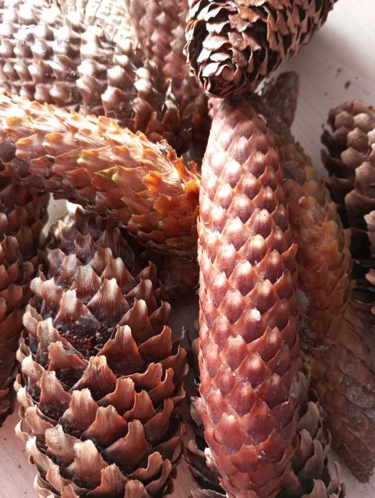 Szyszki świerkowe 2kg