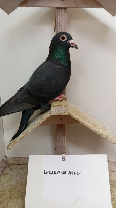 Gołębie pocztowe DV /  PL do rozpłodu