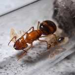 Редкие муравьи Camponotus maculatus subnudus с формикарием