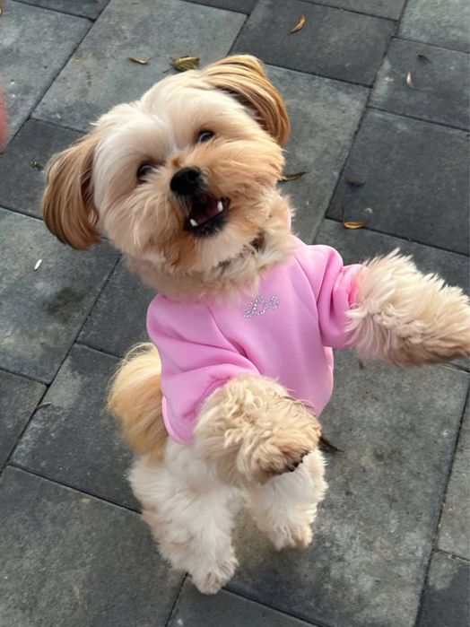 handmade одяг для собак, кофта светр для собаки зі стразами