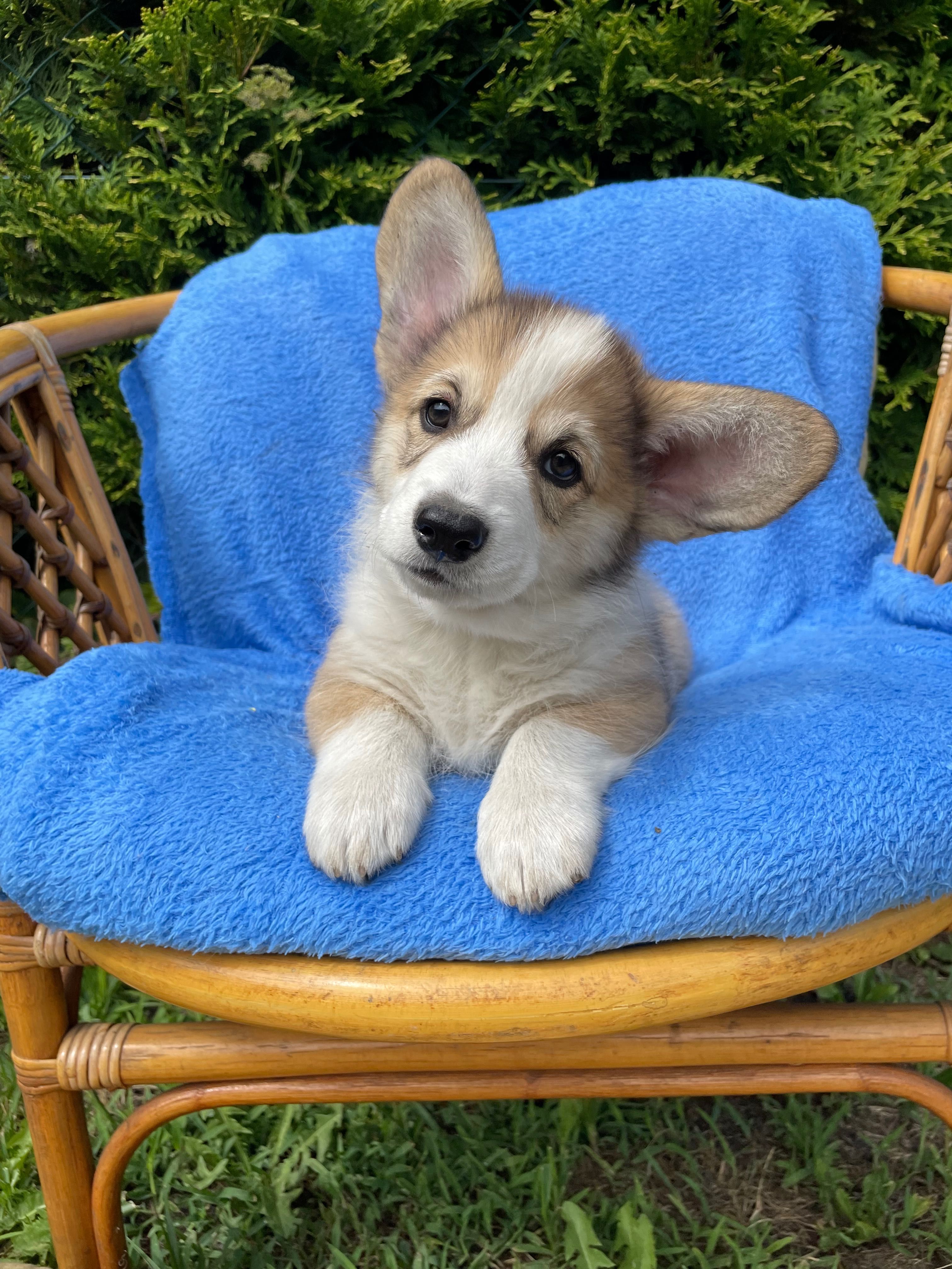 Samiec Welsh Corgi Pembroke