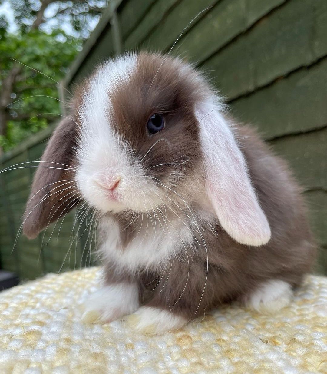 KIT Coelhos anões orelhudos, mini lop super inteligentes e dóceis