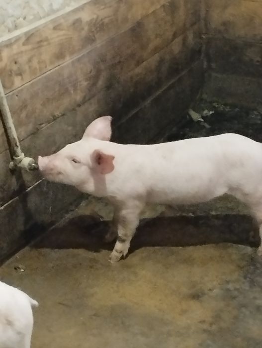 Продам поросят свинки F1