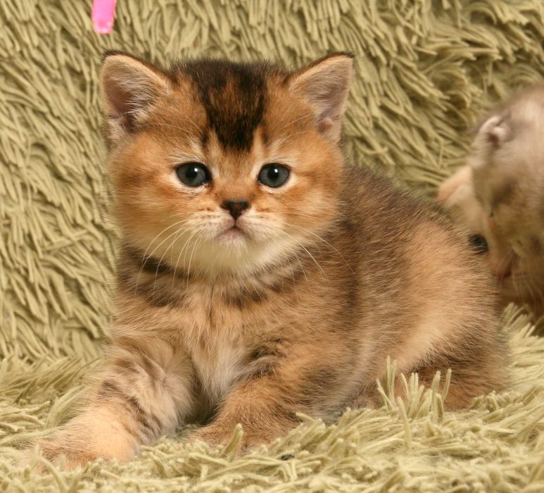 Шотландські кошенята окрас шиншила бронювання