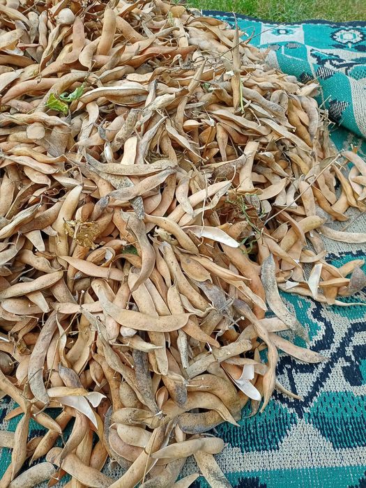 Квасоля кущова Язь