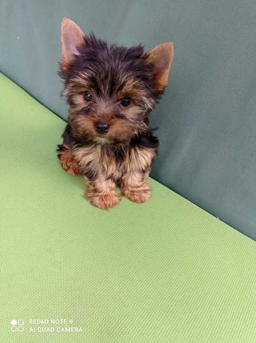 Dodo i Dusia  gotowi do zmiany domku