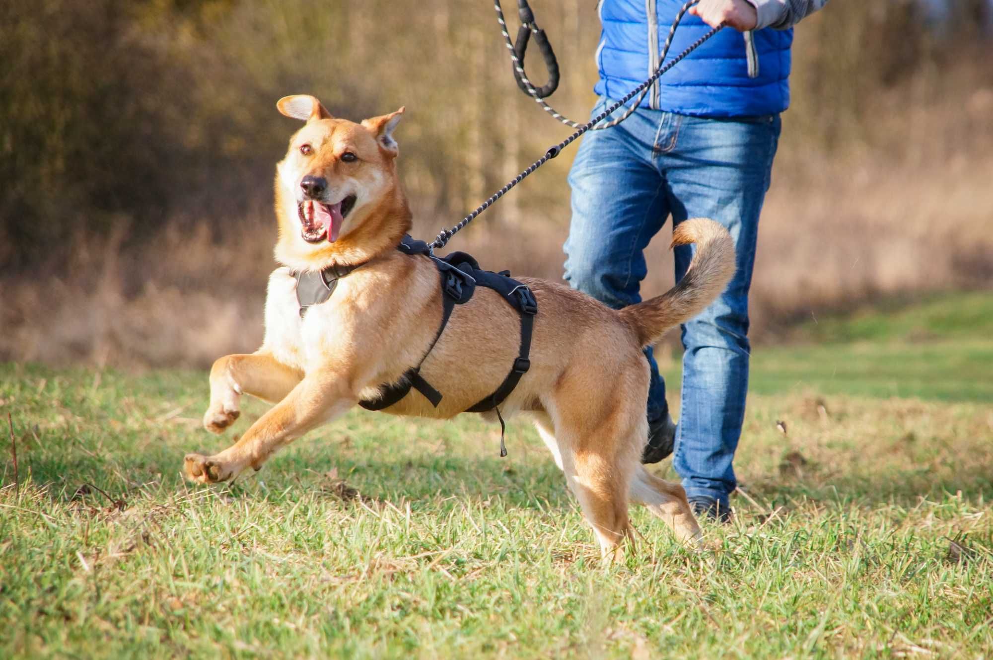 SKUBI - przyjazny i wesoły piesek do adopcji.