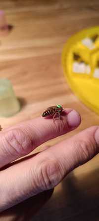 Matki pszczele: Krainka, Środkowoeuropejska