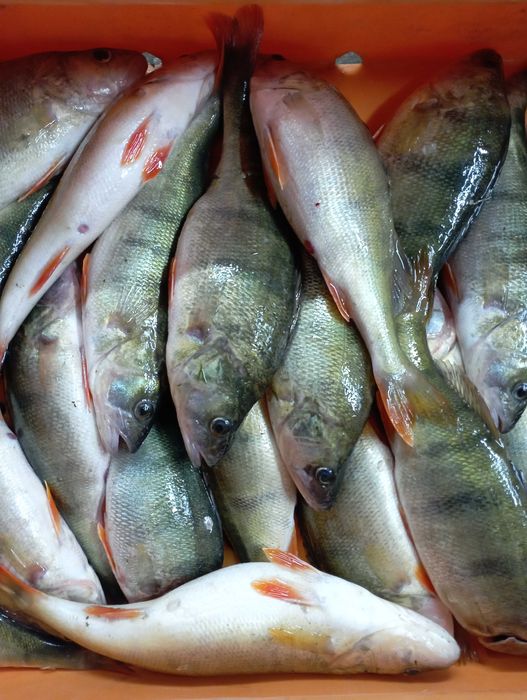 Ryby Żywe: karp,amur, szczupak,sandacz,leszcz,płoć okoń,lin