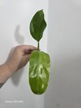 Philodendron jose buono regres