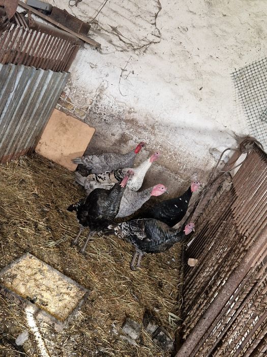 Indory 2025 zamiana sprzedaż