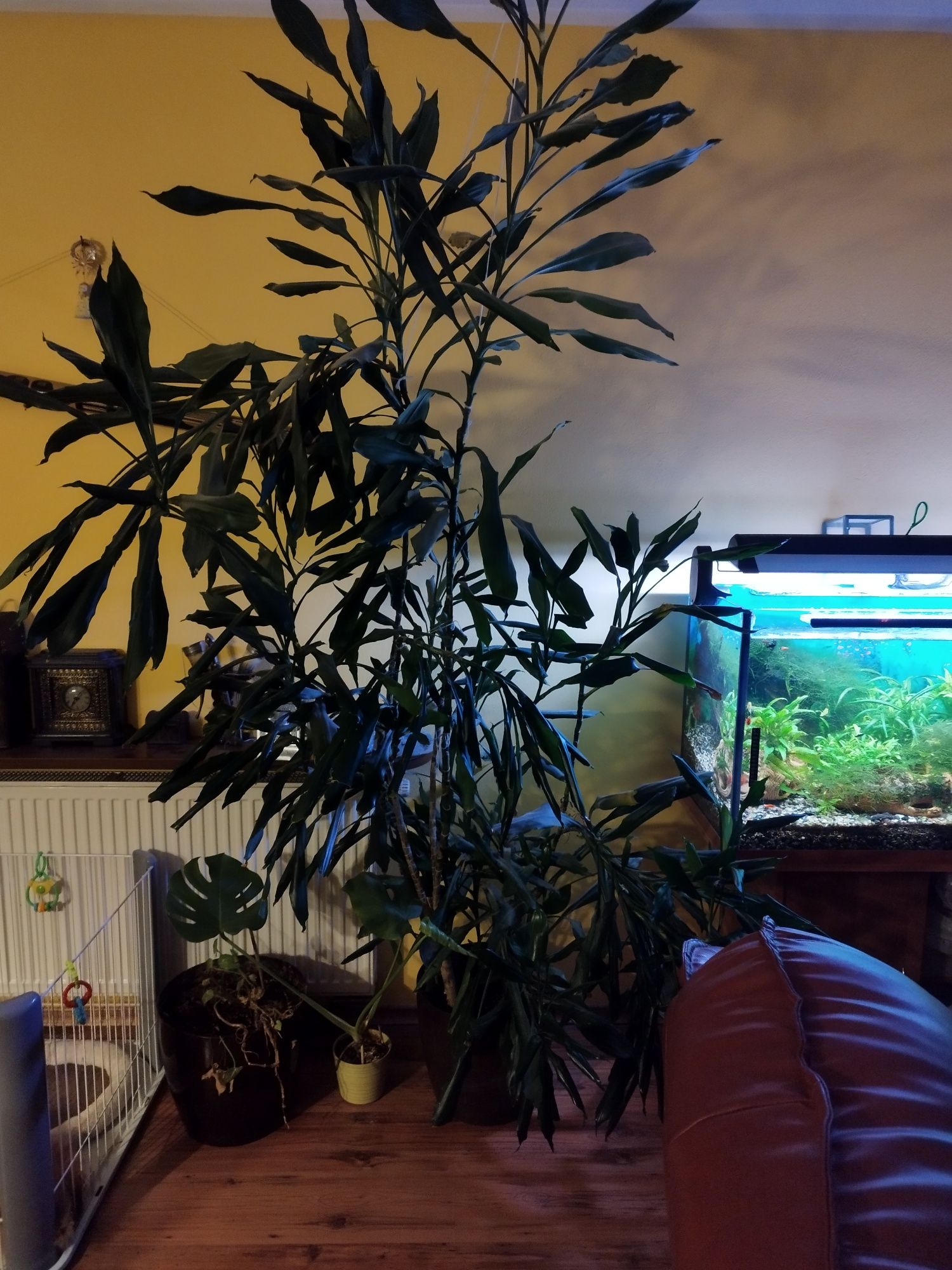 Dracena bardzo duża pilne okazja