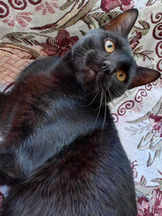 Віддається в добрі руки