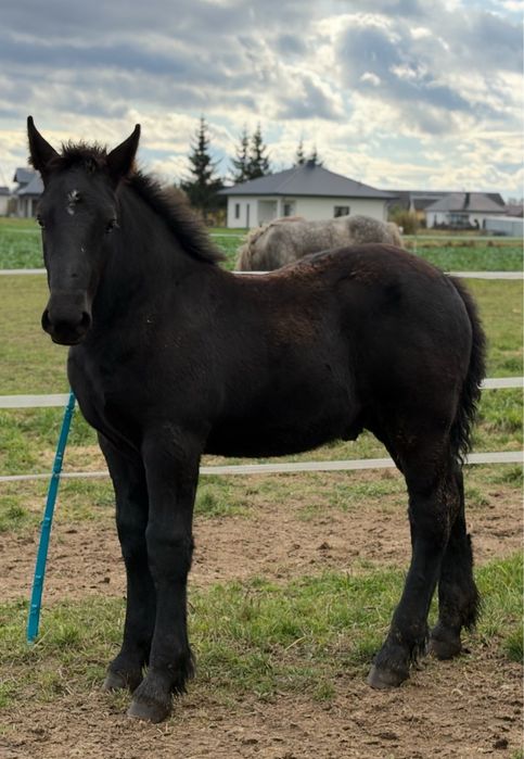 Klacz zimnokrwista kara 4 lata licencja