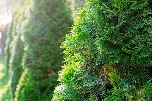 Gałązki tui cięte NA ZAMÓWIENIE, ŚWIEŻE !