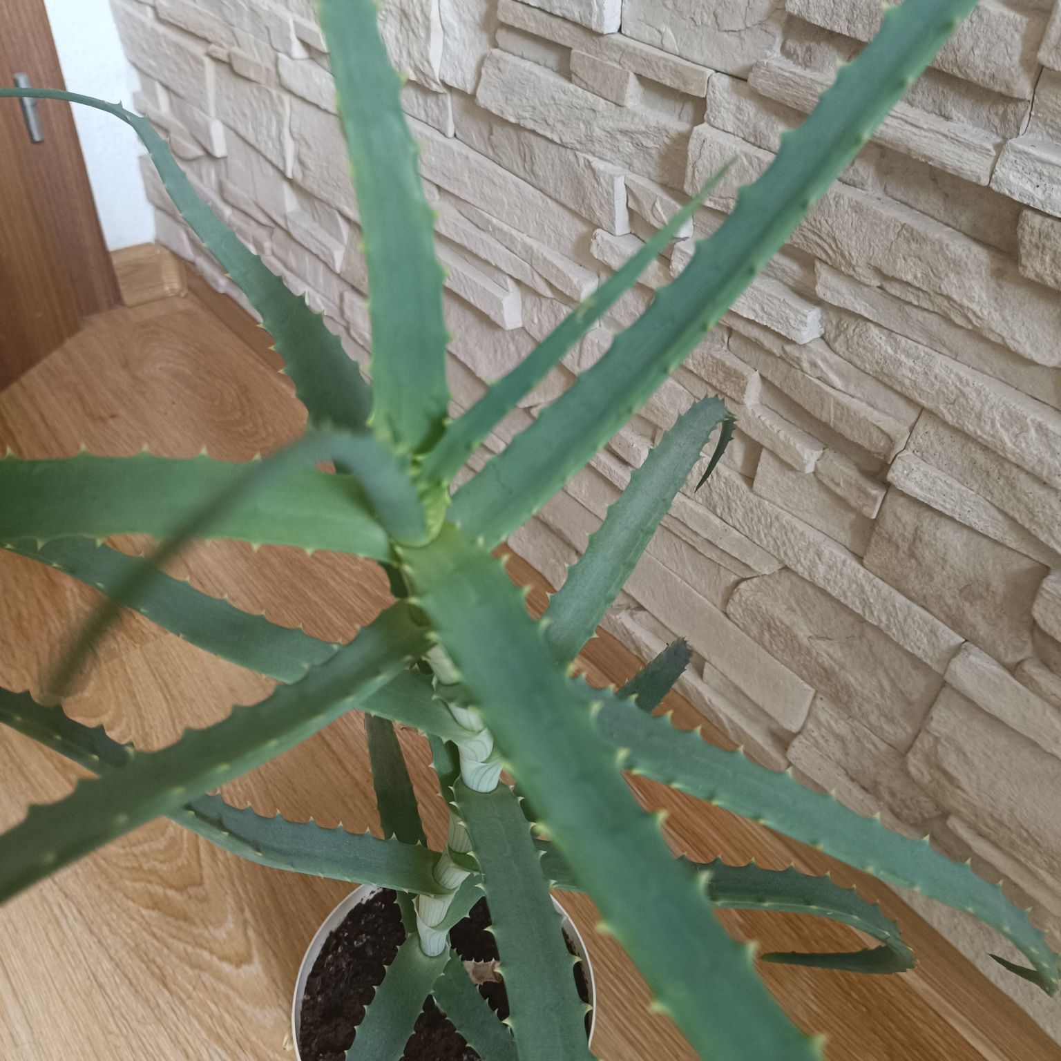 Aloes, kwiaty doniczkowe