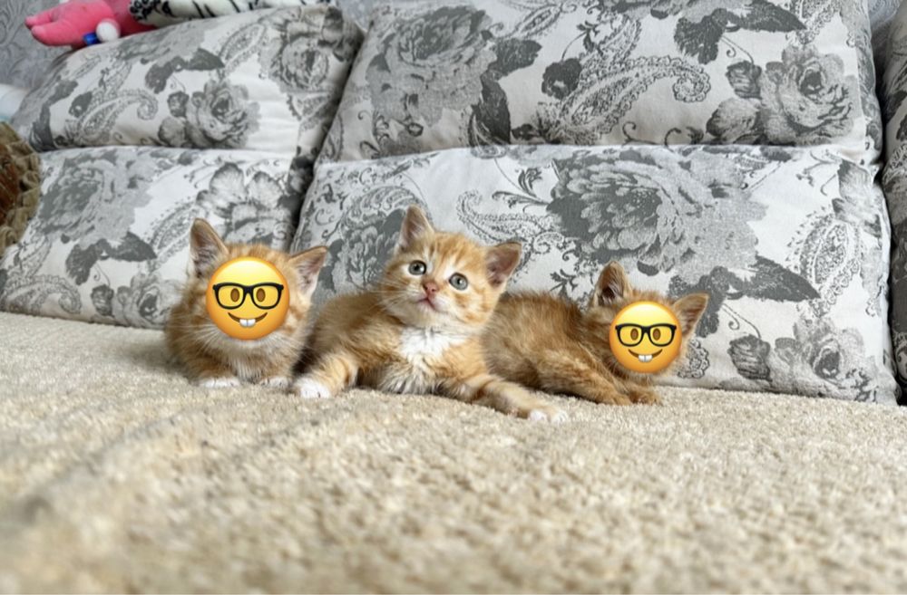 Прямоушка Скоттиш