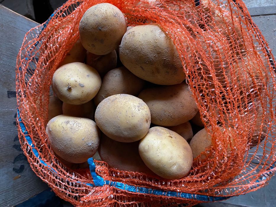 Ziemniaki jadalne BYSTRZYCA gmina Wólka