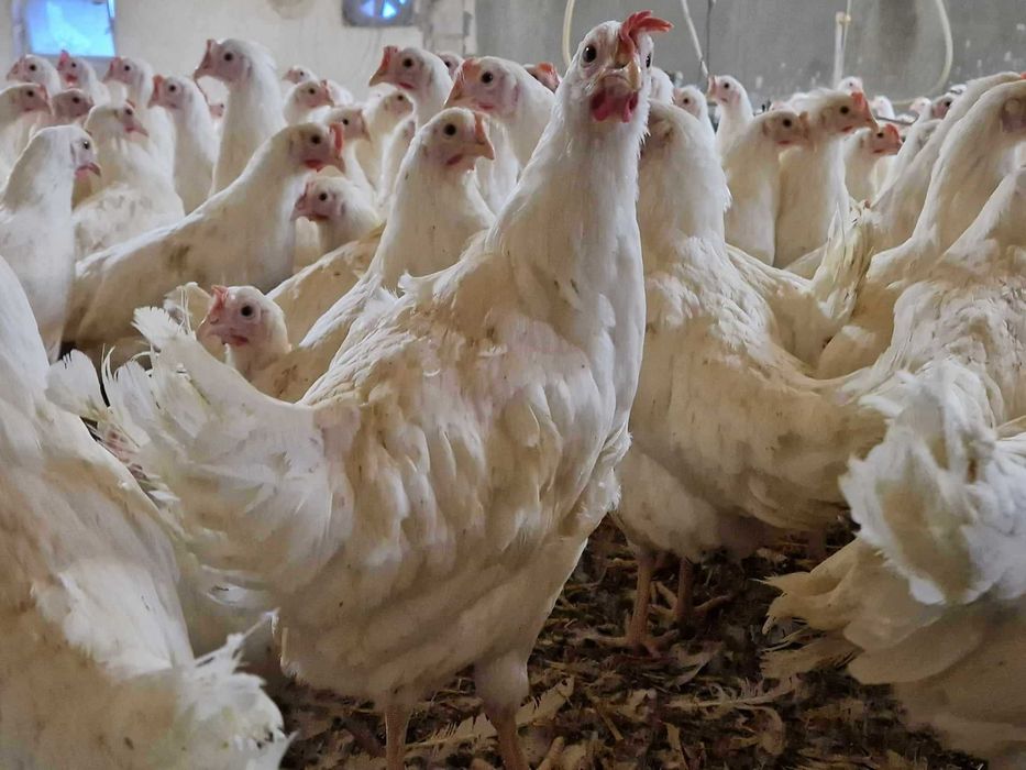 Kurki kokoszki nioski rasy Tetra biała jak leghorn