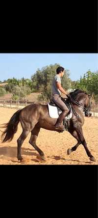 Cavalo Lusitano baio 1m62