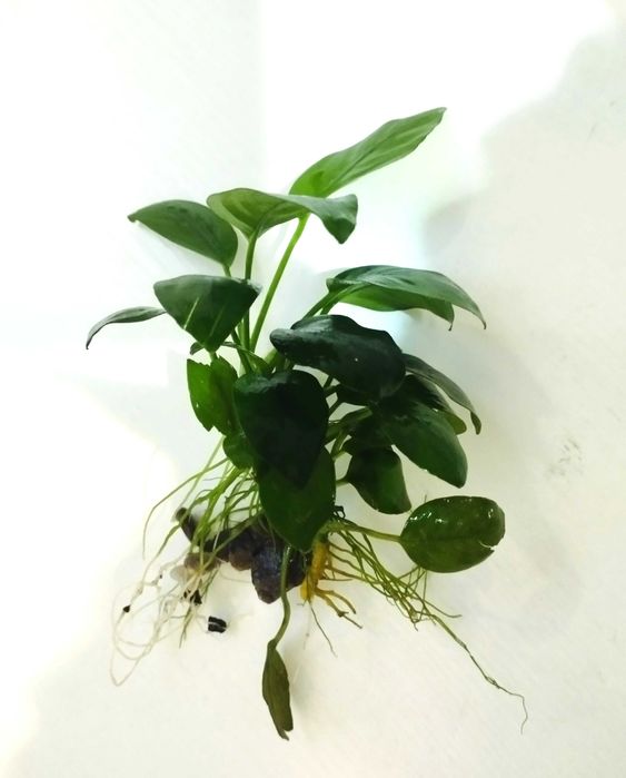 Растение для аквариума. Анубиас (Anubias).