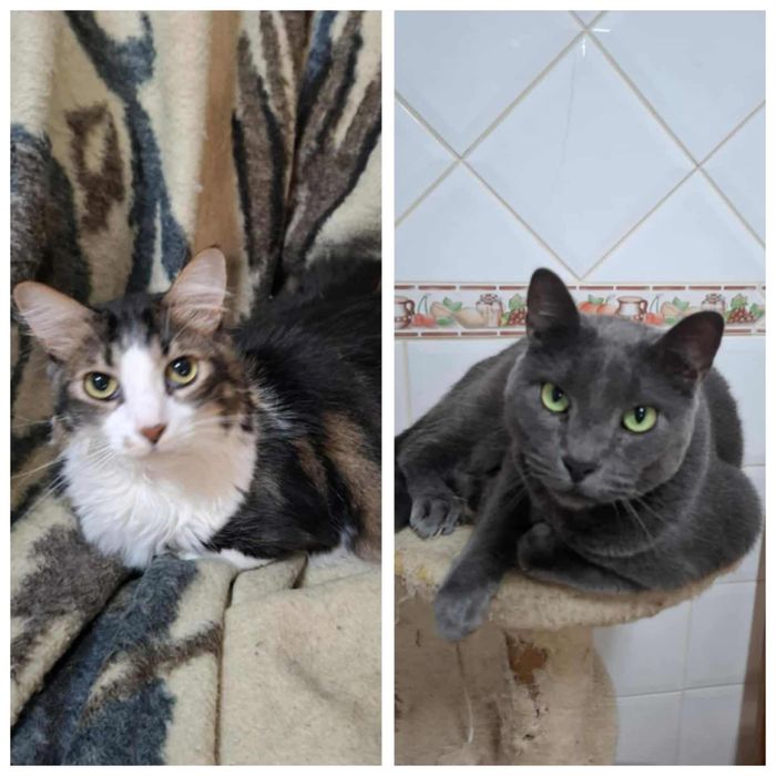 Gatos muito meigos, com tudo em dia, para adoção responsável