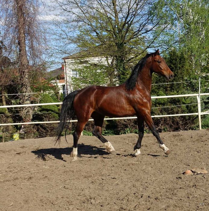 Para klaczy KWPN 3,5 letnie