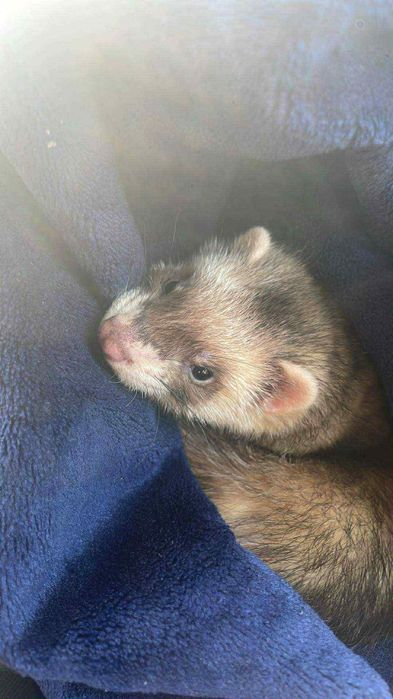 Sprzedam fretke dziewczynkę