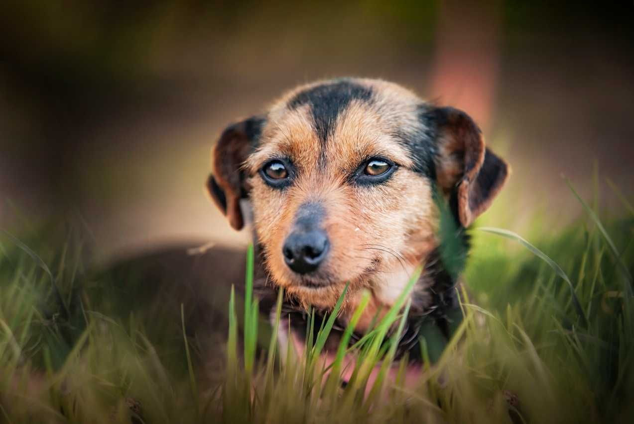 Roxi - młodziutka psia kruszynka z utęsknieniem czeka na dom!