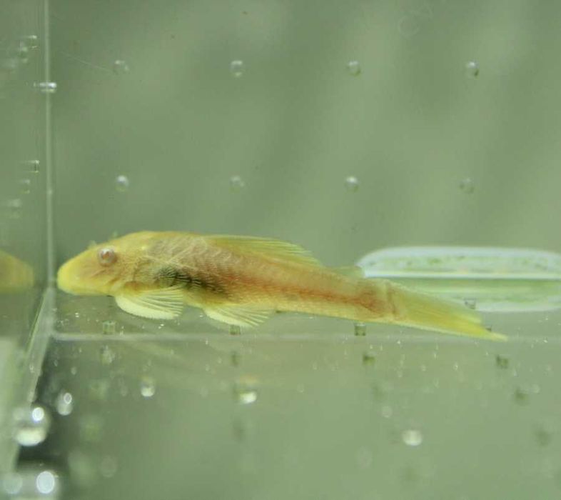 Ancistrus albinos