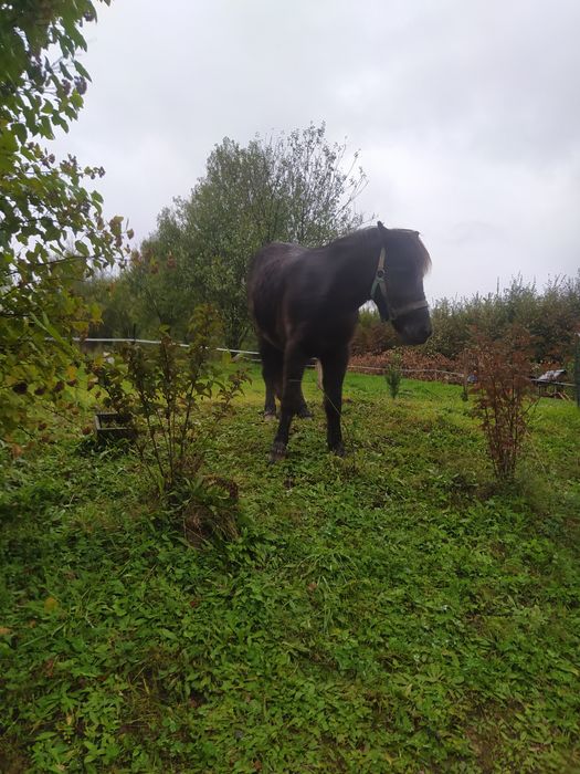 Koń, Kucyk klacz