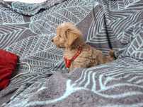 maltipoo szczeniak piesek
