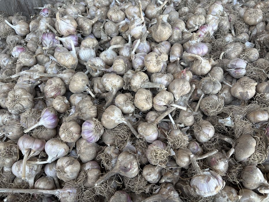Czosnek harnaś niesort do 50 mm