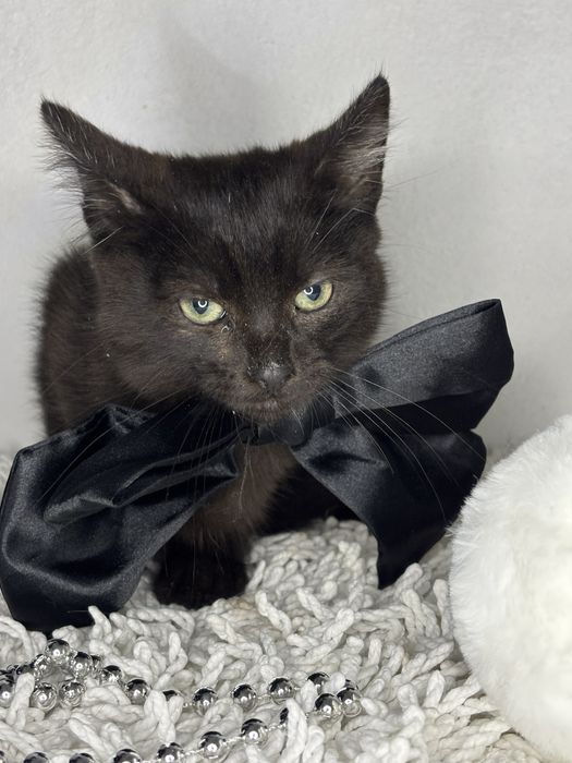 Кошеня в добрі руки