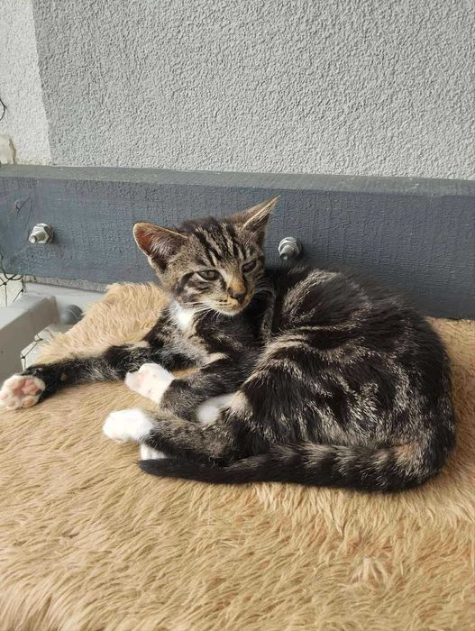 Simba - pokochaj króla dżungli