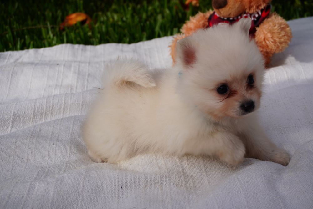 Spitz Anão mini macho