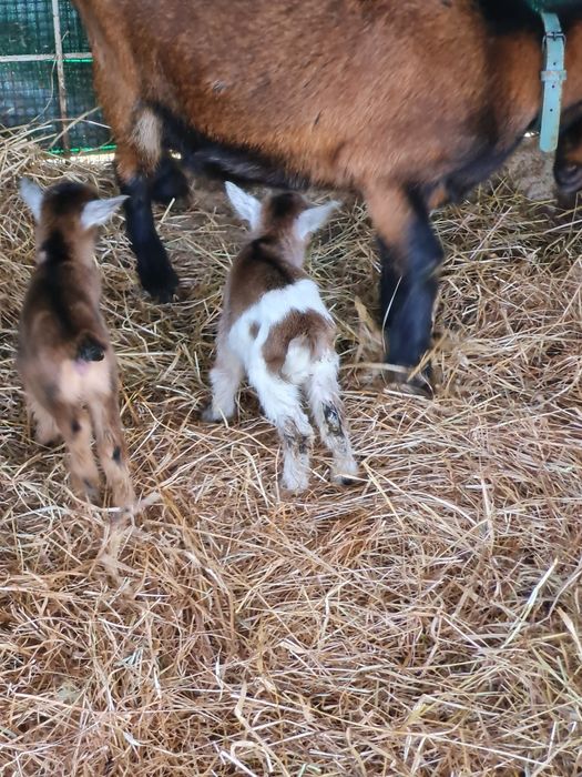Vendo cabra anã com cabritinhos