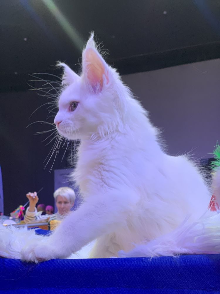 Кошеня Мейн кун maine coon, шикарний білий хлопчик, чемпіонської крові