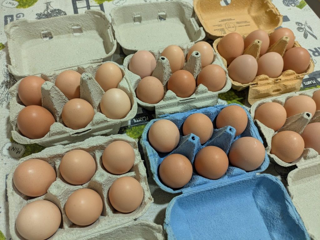 Ovos Caseiros de Galinhas
